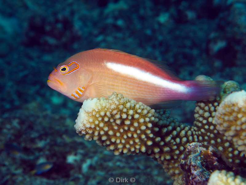 diving christmas island