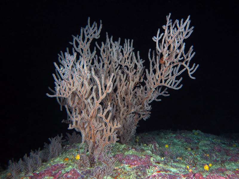 diving christmas island