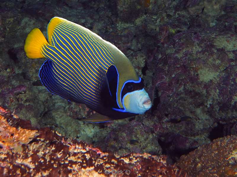 diving christmas island