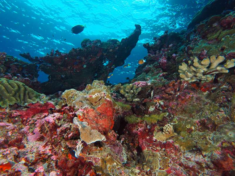 diving christmas island