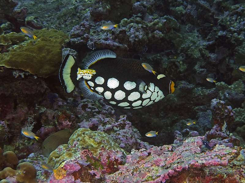 diving christmas island