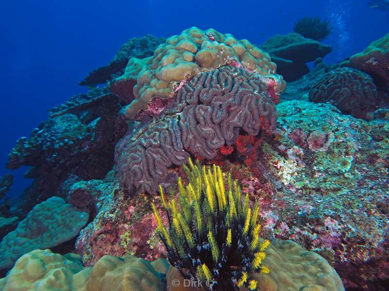 Scuba diving in Christmas Island Austalia in the indian Ocean