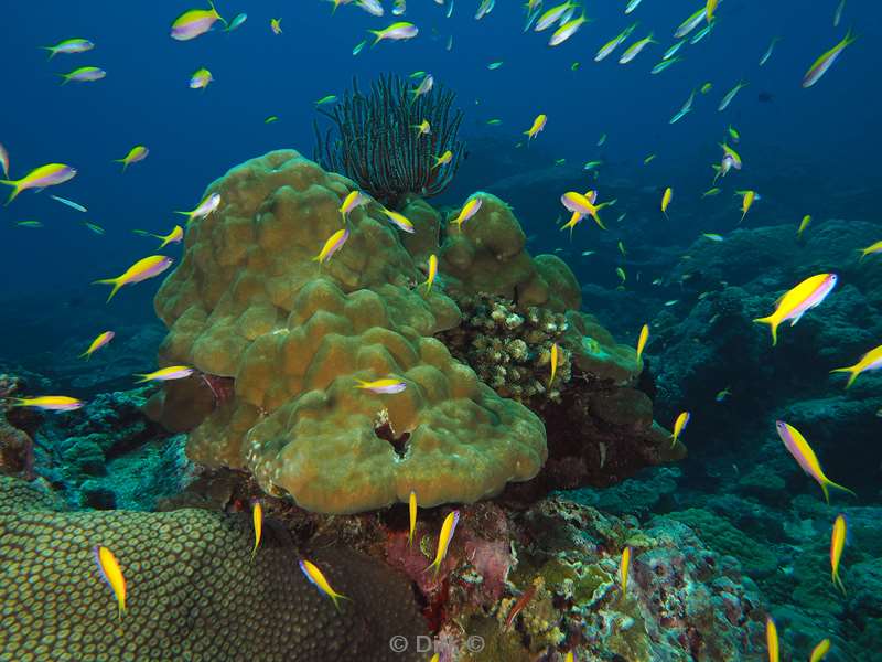 diving christmas island