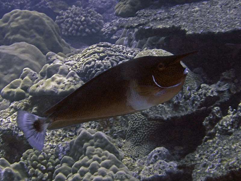 diving christmas island