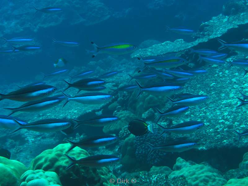 diving christmas island