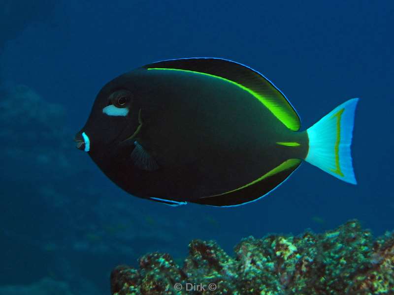 diving christmas island