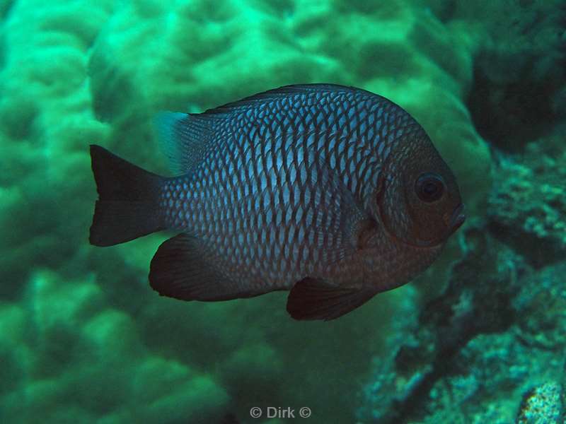 diving christmas island