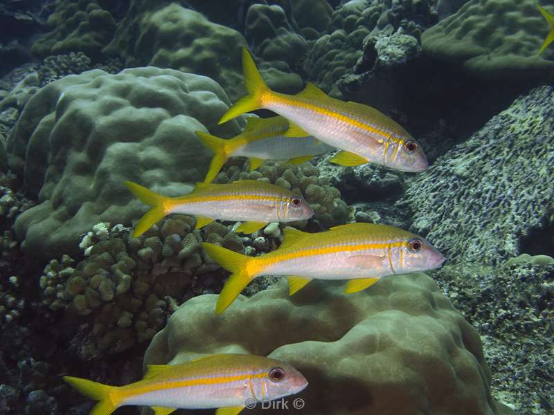 diving christmas island