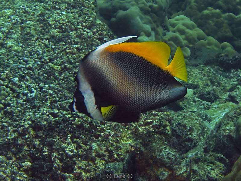 diving christmas island