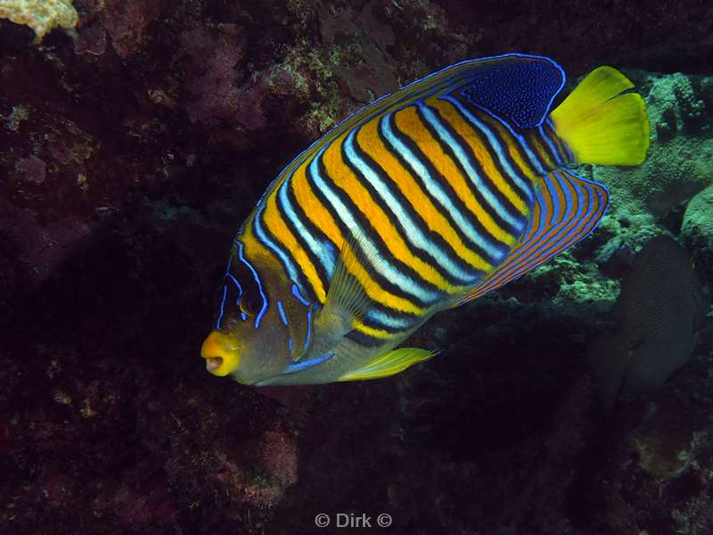 diving christmas island