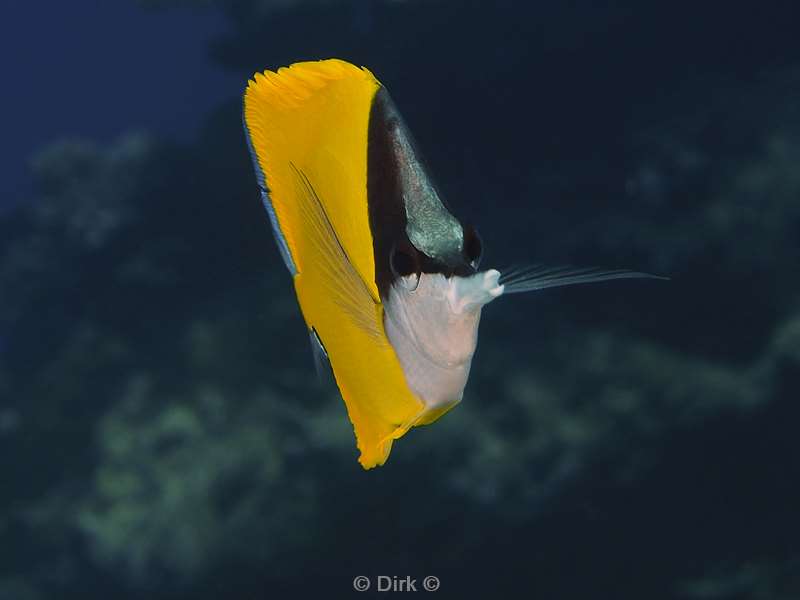 diving christmas island