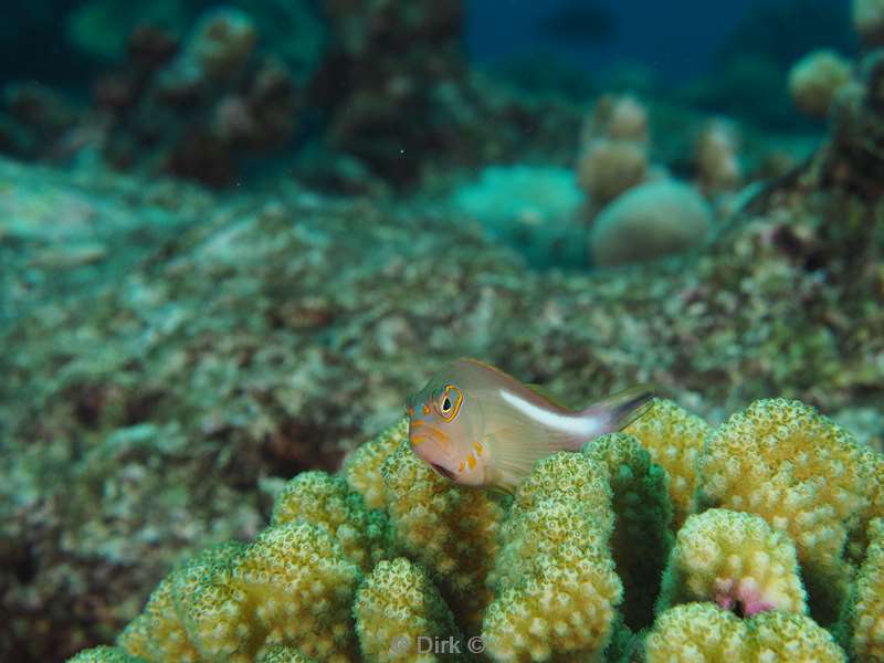 diving christmas island