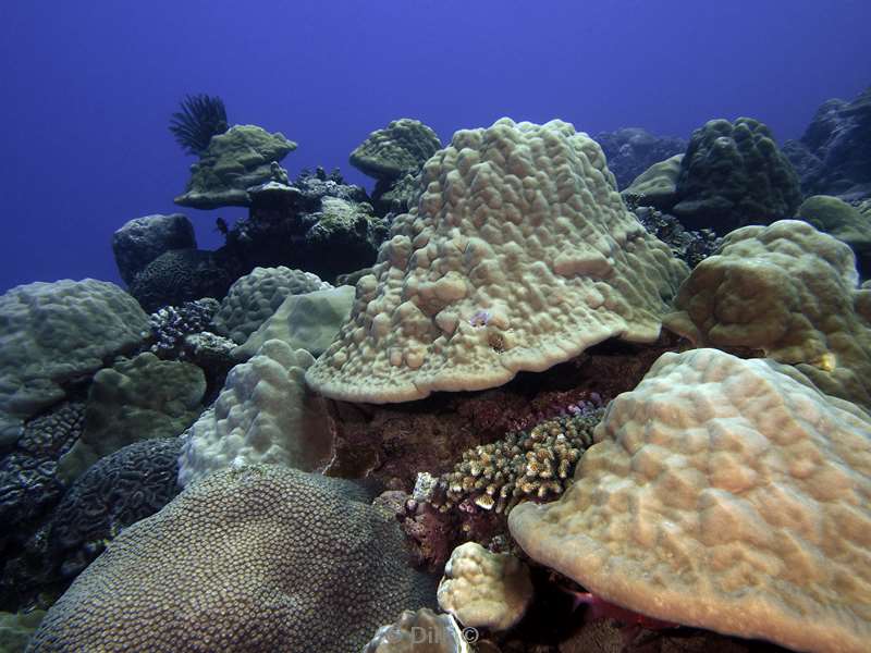 diving christmas island