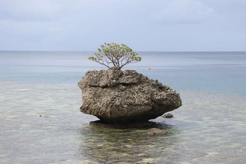 christmas island flying fish cove