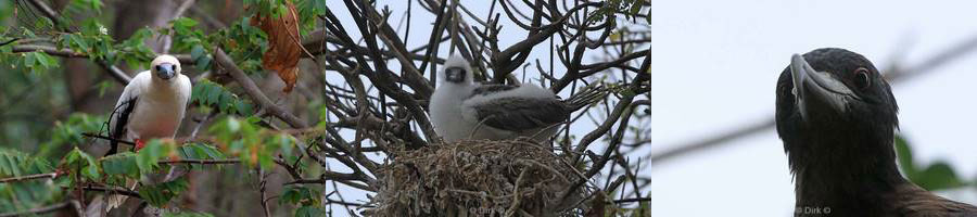 silver bosuns brown boobies christmas island