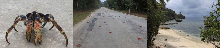 migration red crabs christmas island