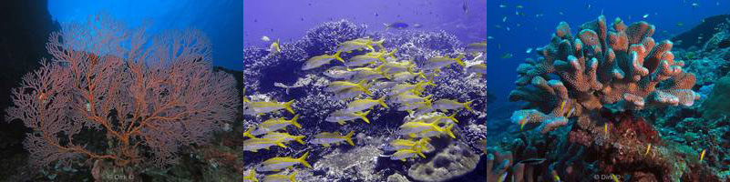 diving The Morgue christmas island