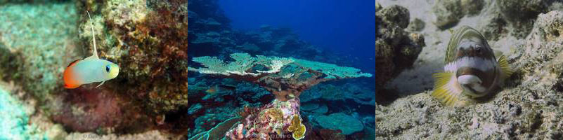 diving Coconut Point christmas island