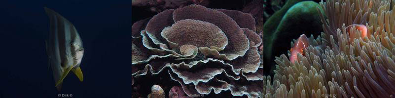 diving Perpendicular Wall christmas island