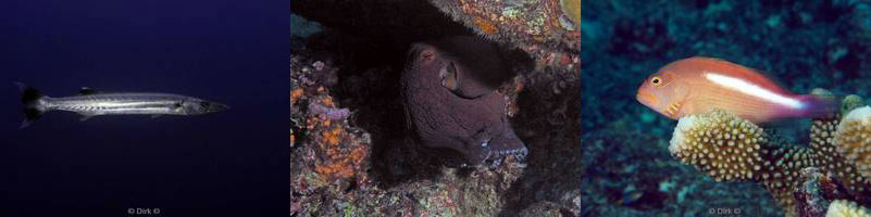 diving Northwest Point christmas island