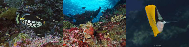 diving Smith's Point christmas island