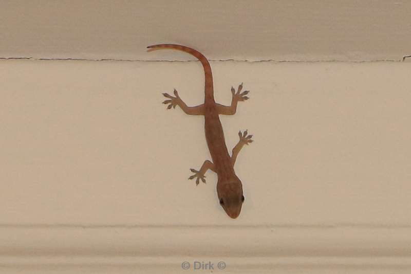 christmas island gekko