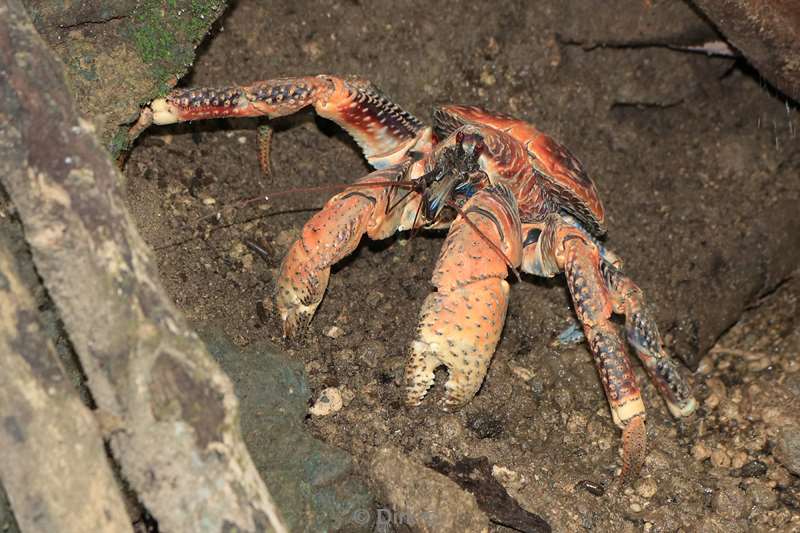 christmas island coconut crab