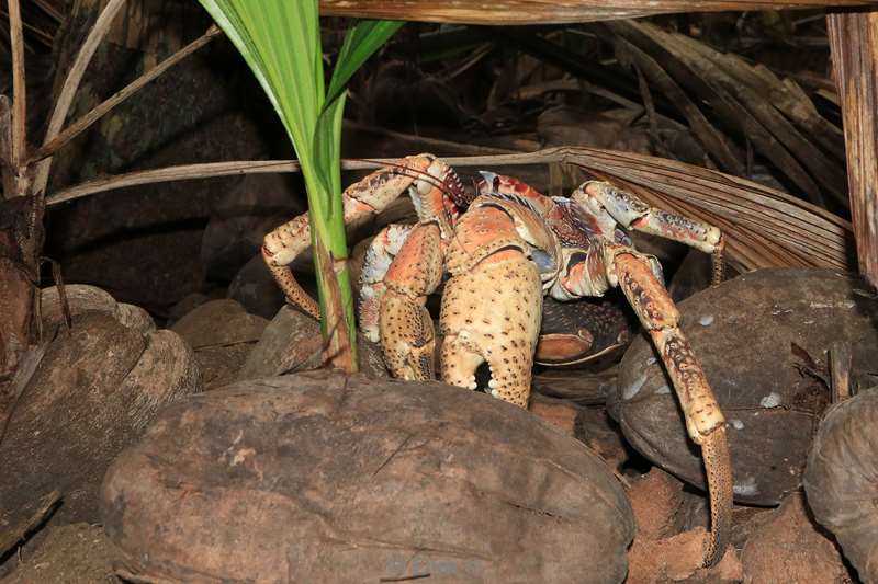 christmas island kokos krab