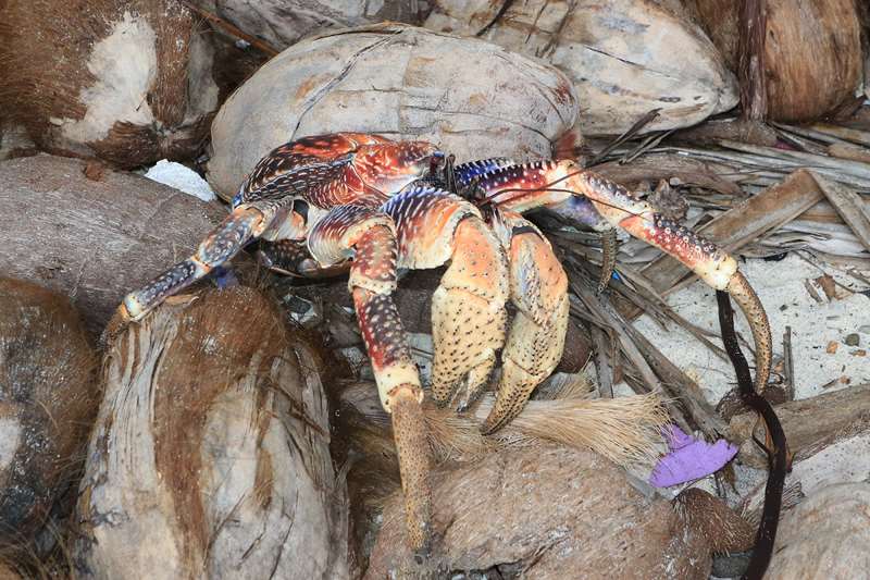 christmas island coconut crab