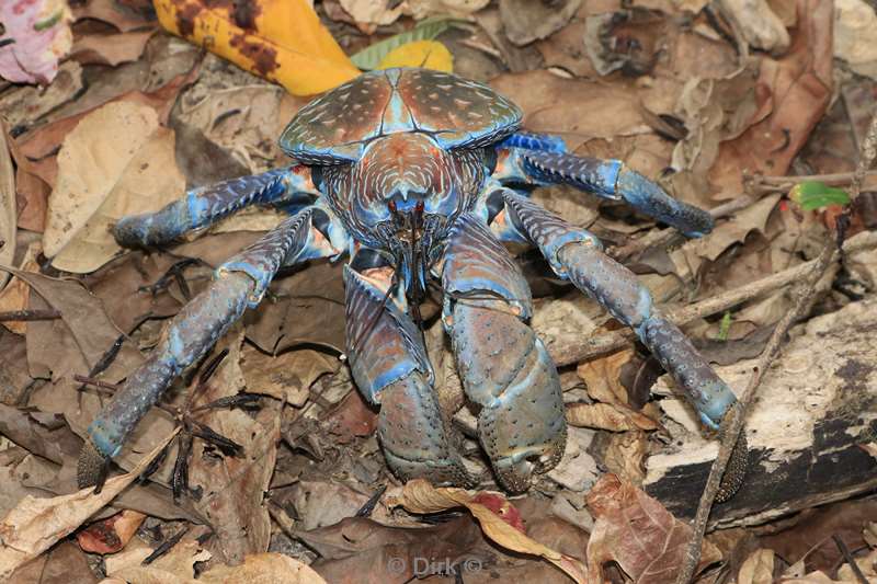 christmas island kokos krab