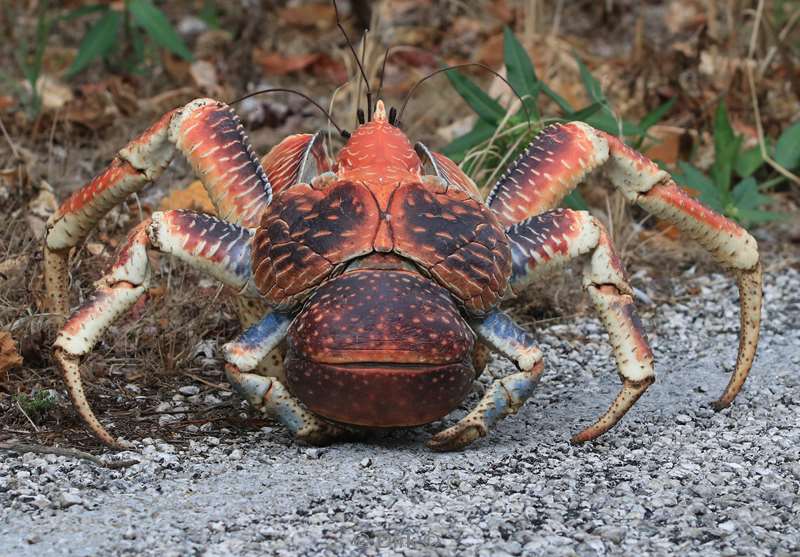 christmas island kokos krab