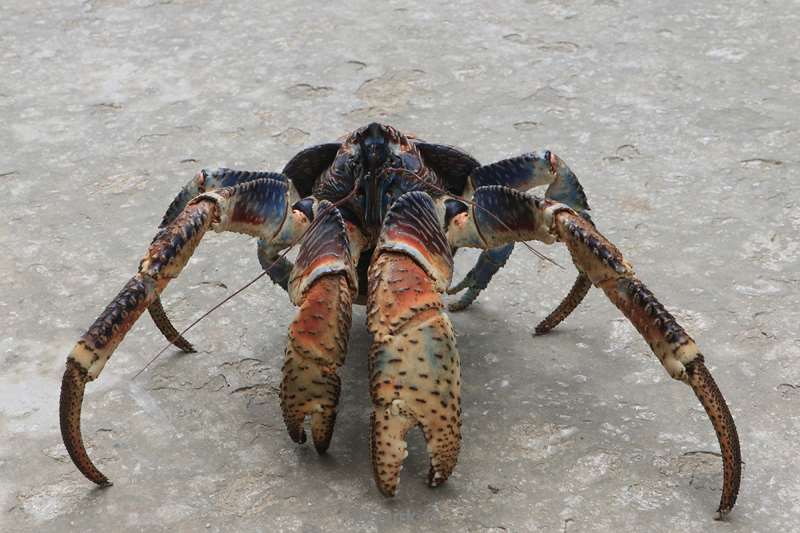 flying fish cove coconut crab