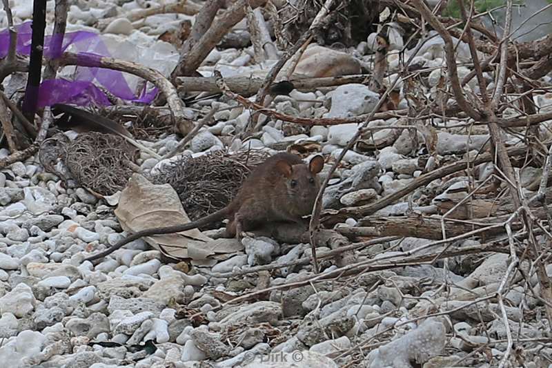 christmas island rat