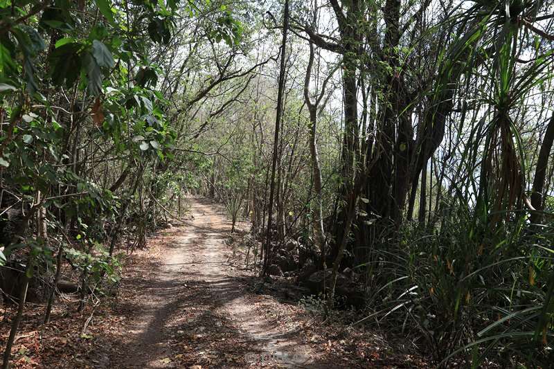 christmas island rainforest