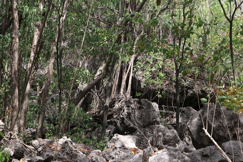 christmas island rainforest