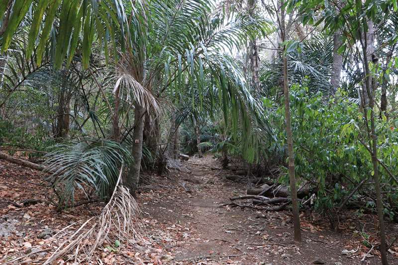 christmas island rainforest