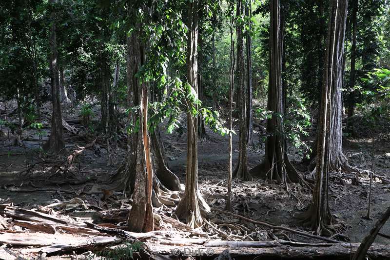 christmas island rainforest