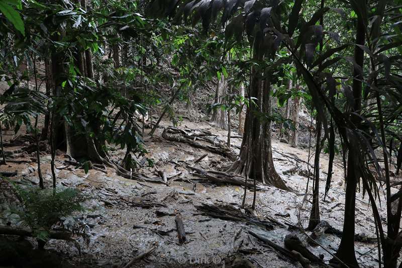 christmas island rainforest