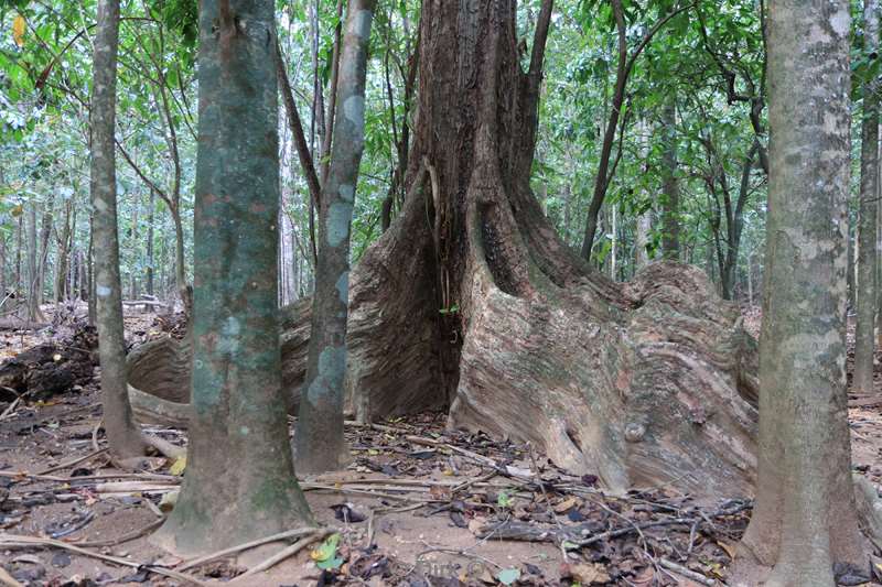 christmas island rainforest