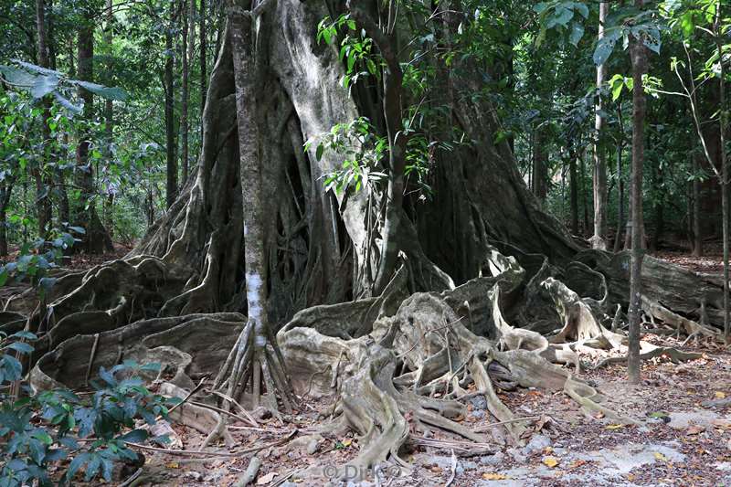 christmas island rainforest