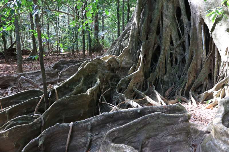 christmas island rainforest