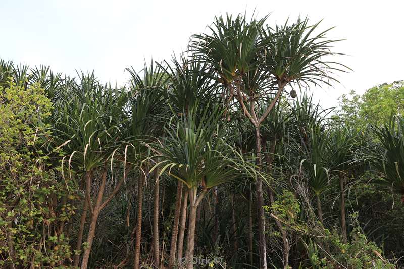 christmas island rainforest