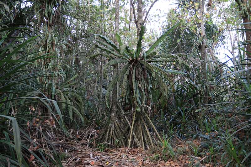 christmas island rainforest