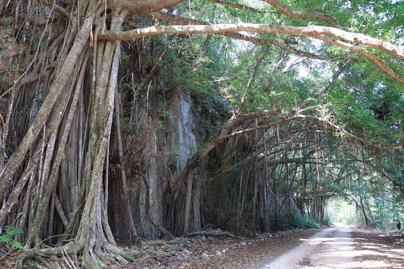 christmas island rainforest