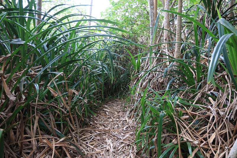 christmas island rainforest