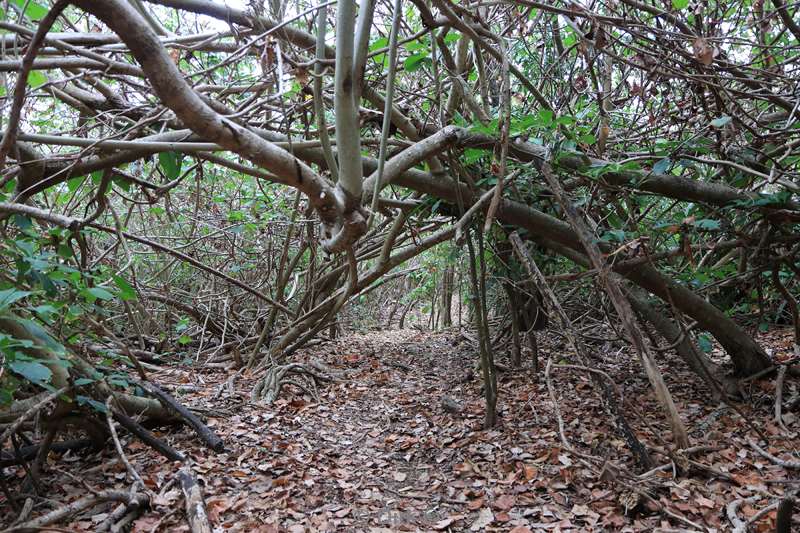 christmas island rainforest