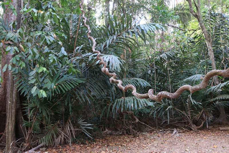 christmas island rainforest