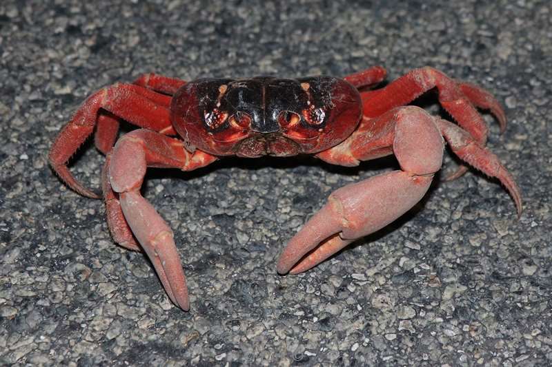 christmas island red crabs