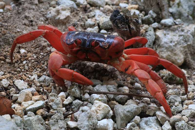 christmas island red crabs