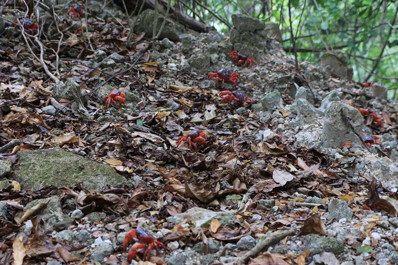 christmas island red crabs